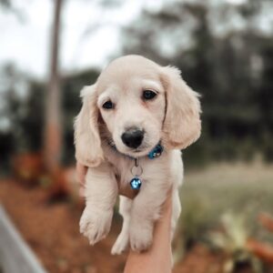 Daley (miniature Daschund puppy )