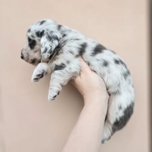 Rose(minimum Daschund puppy )