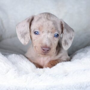 Paris (miniature Daschund puppy )