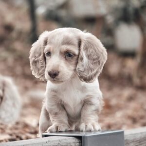 Marcia (miniature Daschund puppy )
