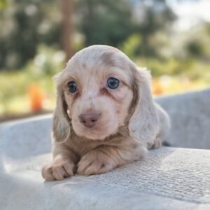 Hilary (miniature Daschund puppy )
