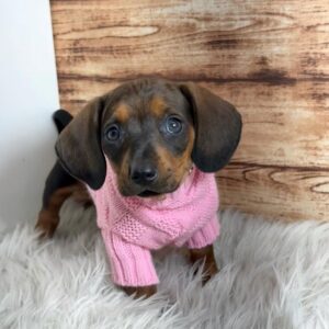Baby Melanie (miniature Daschund pup)