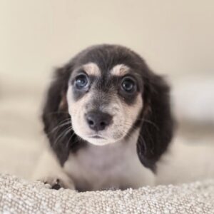 Saggy(miniature Daschund puppy)