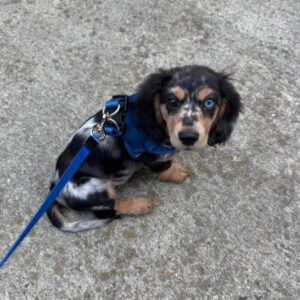 Dole (miniature Daschund puppy