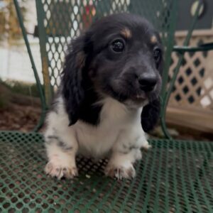 Deborah(miniature Daschund puppy )