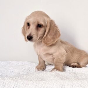 Meet luxe (miniature Daschund puppy )