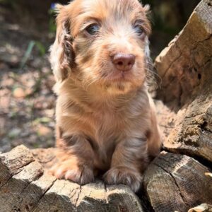Lisa (miniature Daschund puppy