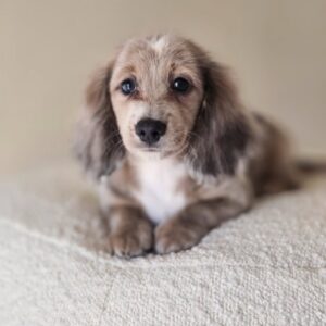 Meet dolly (miniature Daschund puppy )
