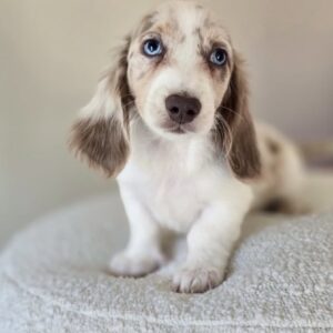 Meet donut (miniature Daschund puppy )