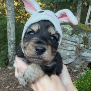 Sunny (miniature Daschund puppy )