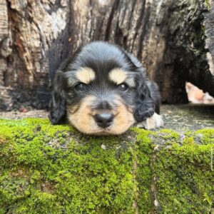 Lucky (miniature Daschund puppy )