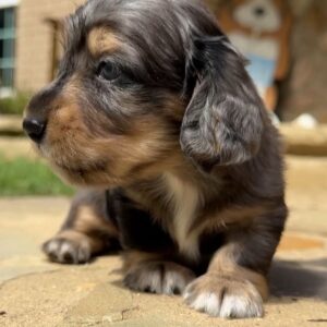 Marsha (miniature Daschund puppy)