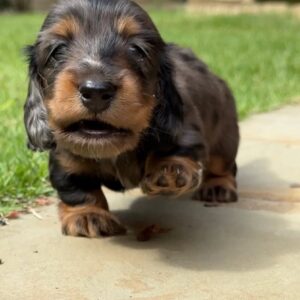 Morgan (miniature Daschund puppy)