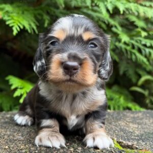 Barry(miniature Daschund puppy )