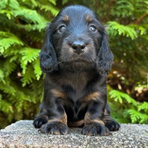 Mina(miniature Daschund puppy )