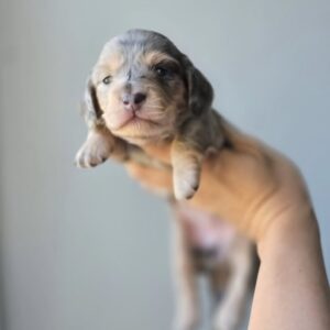 Knapp(miniature Daschund puppy )