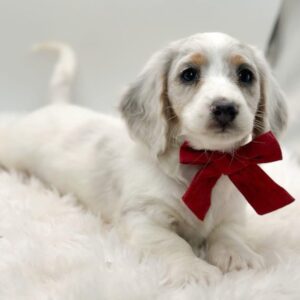 Lucio (miniature Daschund puppy )