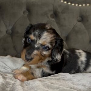 Blinko (miniature Daschund puppy )