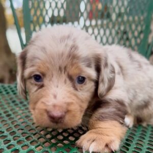 Enzo(miniature Daschund puppy )
