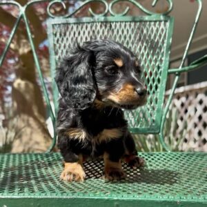 Ricko (miniature Daschund puppy )