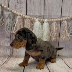 Lucas (miniature Daschund puppy )