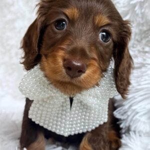 Garry (miniature Daschund puppy )