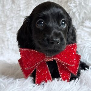Cocoa (miniature Daschund pup )