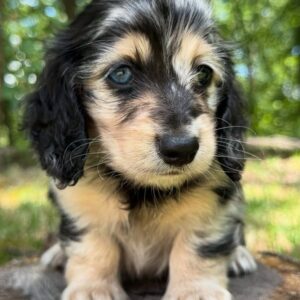 Antler( miniature Daschund puppy )