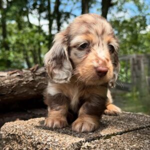 Tori( miniature Daschund puppy )