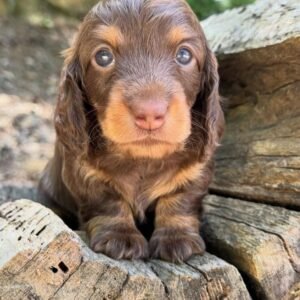 Daniel (Miniature Daschund puppy )