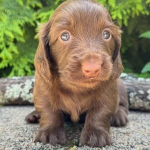 Ella(miniature Daschund puppy)