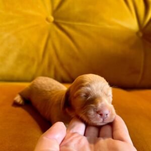 Golda(miniature Daschund puppy )