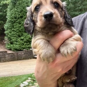 Rugger (miniature Daschund puppy)