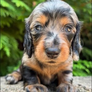 Helma(miniature Daschund puppy)