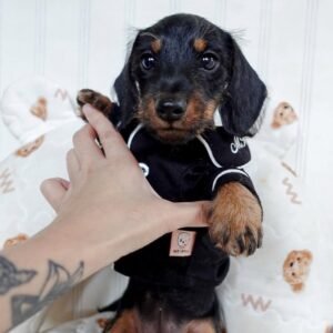 Dexter (miniature Daschund puppy )