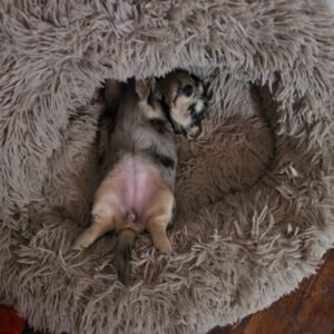 Luka(miniature Daschund puppy )