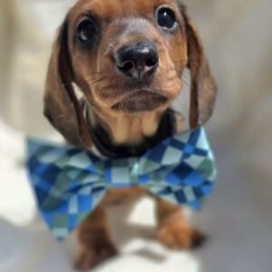 Marshy( miniature Daschund puppy)