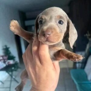 Celio (miniature daschund puppy )