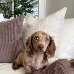 Gabriel (miniature daschund puppy )