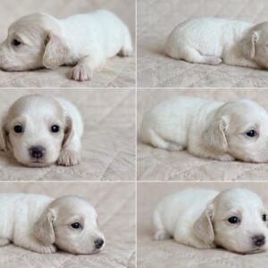 Rishon(miniature daschund puppy )