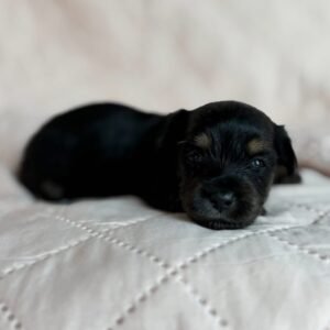 Abby (miniature daschund puppy )