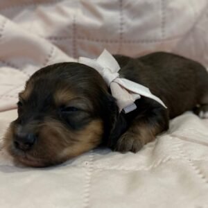 Ashley (miniature daschund puppy )
