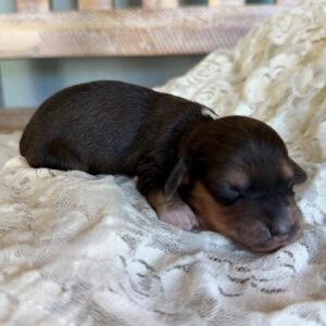 Kacy (miniature daschund puppy )