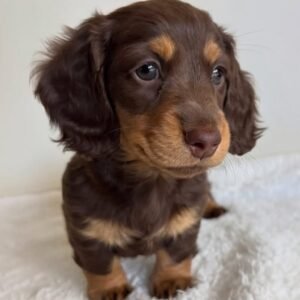 Larry (miniature daschund puppy )