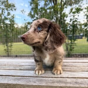 Family (miniature daschund puppy )