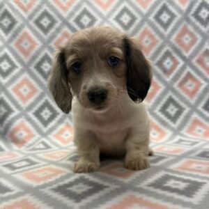 Lona(miniature dachshund puppy)