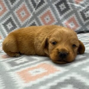 Ricky (miniature dachshund puppy )