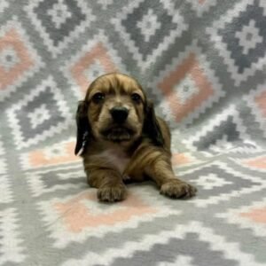 Maxxy(miniature dachshund puppy