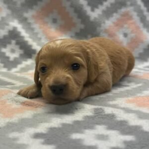 Lexy(miniature dachshund puppy)
