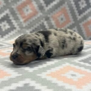 Darry (miniature daschund puppy)